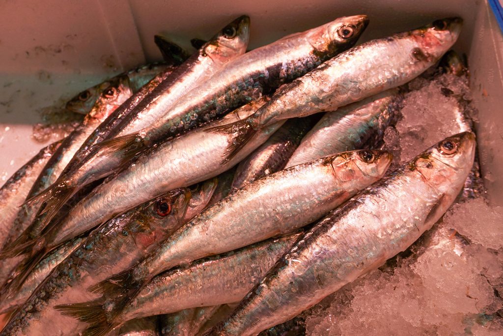 Sardinas frescas